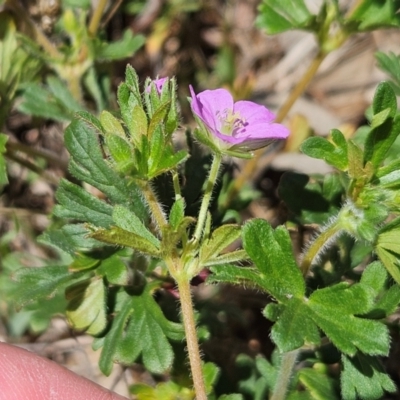 Geranium solanderi var. solanderi (Native Geranium) at Belconnen, ACT - 6 Dec 2023 by sangio7