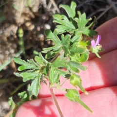 Geranium solanderi var. solanderi at The Pinnacle - 6 Dec 2023