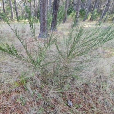 Cytisus scoparius subsp. scoparius (Scotch Broom, Broom, English Broom) at Isaacs Ridge and Nearby - 6 Dec 2023 by Mike