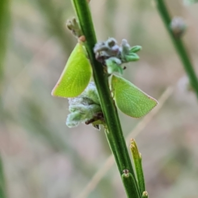 Siphanta acuta (Green planthopper, Torpedo bug) at Isaacs Ridge and Nearby - 6 Dec 2023 by Mike