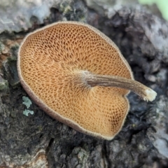 Lentinus arcularius (Fringed Polypore) at Page, ACT - 6 Dec 2023 by CattleDog