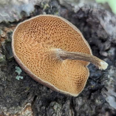 Lentinus arcularius (Fringed Polypore) at Page, ACT - 6 Dec 2023 by CattleDog