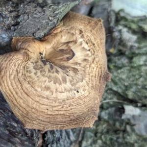 Lentinus arcularius at Page, ACT - 7 Dec 2023