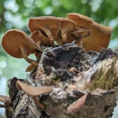 Lentinus arcularius at Page, ACT - suppressed