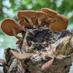 Lentinus arcularius at Page, ACT - 7 Dec 2023