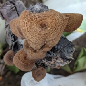 Lentinus arcularius at Page, ACT - suppressed