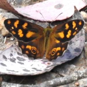 Heteronympha solandri at Namadgi National Park - 6 Dec 2023 04:41 PM