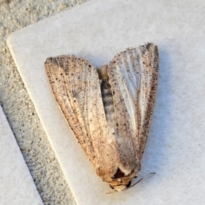 Mythimna (Pseudaletia) convecta at Conder, ACT - 5 Dec 2023 06:46 AM