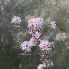 Kunzea parvifolia (Violet Kunzea) at Tuggeranong, ACT - 13 Oct 2023 by MichaelBedingfield