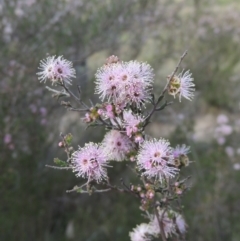 Kunzea parvifolia (Violet Kunzea) at Tuggeranong Hill - 13 Oct 2023 by michaelb