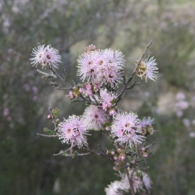 Kunzea parvifolia (Violet Kunzea) at Tuggeranong, ACT - 13 Oct 2023 by michaelb