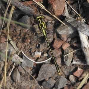 Austrogomphus guerini at Namadgi National Park - 6 Dec 2023