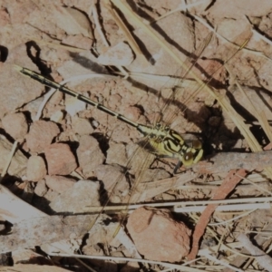 Austrogomphus guerini at Namadgi National Park - 6 Dec 2023