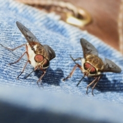 Scaptia sp. (genus) (March fly) at Cotter River, ACT - 6 Dec 2023 by JohnBundock