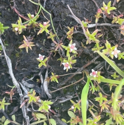 Crassula helmsii (Swamp Stonecrop) at Bolaro, NSW - 6 Dec 2023 by JaneR