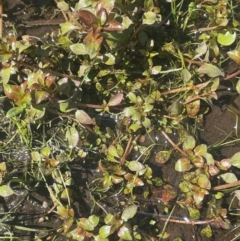 Ludwigia palustris (Marsh Purslane) at Bolaro, NSW - 6 Dec 2023 by JaneR