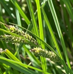 Carex gaudichaudiana (Fen Sedge) at Bolaro, NSW - 6 Dec 2023 by JaneR