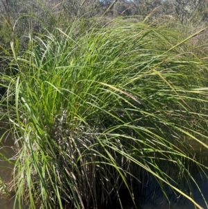 Carex polyantha at Bolaro, NSW - 6 Dec 2023