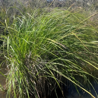 Carex polyantha (A Sedge) at Bolaro, NSW - 6 Dec 2023 by JaneR