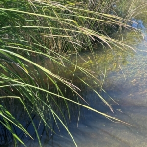 Carex polyantha at Bolaro, NSW - 6 Dec 2023