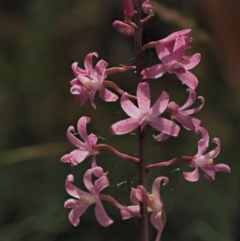 Dipodium roseum (Rosy Hyacinth Orchid) at Brindabella National Park - 16 Feb 2023 by KenT