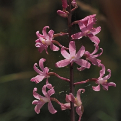 Dipodium roseum (Rosy Hyacinth Orchid) at Brindabella National Park - 16 Feb 2023 by KenT