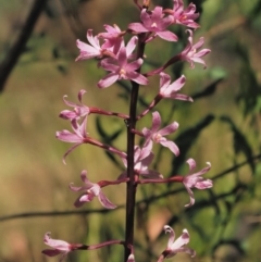 Dipodium roseum at Brindabella National Park - suppressed