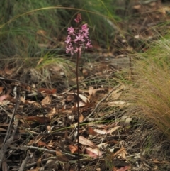 Dipodium roseum at Brindabella National Park - suppressed