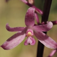 Dipodium roseum at Brindabella National Park - suppressed