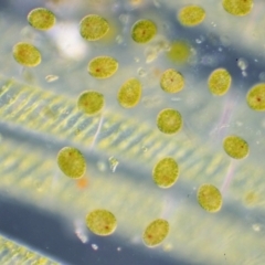 Alga / Cyanobacterium at Lower Cotter Catchment - 2 Mar 2023 by KenT