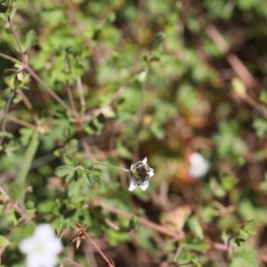 Lasioglossum (Chilalictus) sp. (genus & subgenus) at Lyons, ACT - 5 Dec 2023