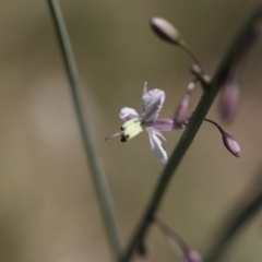 Arthropodium milleflorum (Vanilla Lily) at Lyons, ACT - 5 Dec 2023 by ran452