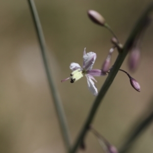 Arthropodium milleflorum at Lyons, ACT - 5 Dec 2023