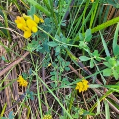 Lotus corniculatus (Birds-Foot Trefoil) at Fyshwick, ACT - 6 Dec 2023 by Jiggy