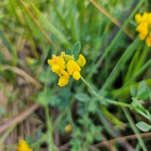 Lotus corniculatus at Jerrabomberra Wetlands - 7 Dec 2023