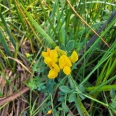 Lotus corniculatus at Jerrabomberra Wetlands - 7 Dec 2023