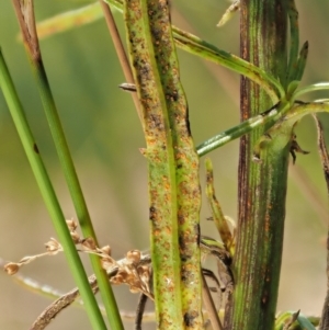 Puccinia lagenophorae at PCF003: Pierces Ck Near Sediment Side - 28 Feb 2023