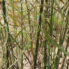 Puccinia lagenophorae at PCF003: Pierces Ck Near Sediment Side - 28 Feb 2023