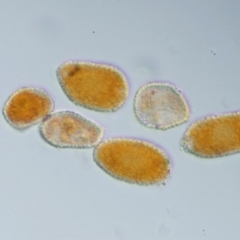 Puccinia lagenophorae at PCF003: Pierces Ck Near Sediment Side - 28 Feb 2023 01:07 PM