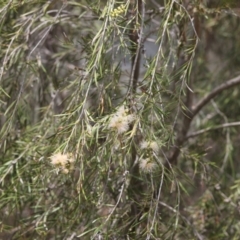 Callistemon sieberi (River Bottlebrush) at Lyons, ACT - 6 Dec 2023 by ran452