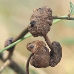 Endoraecium carnegiei (Acacia gall rust) at Cotter River, ACT - 28 Feb 2023 by KenT