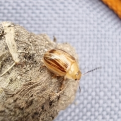 Faex sp. (genus) at University of Canberra - 7 Dec 2023