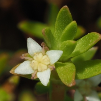 Crassula helmsii (Swamp Stonecrop) at Lower Cotter Catchment - 2 Mar 2023 by KenT