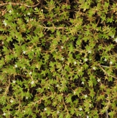 Crassula helmsii at Lower Cotter Catchment - 2 Mar 2023 11:12 AM