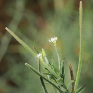 Epilobium hirtigerum at PCF003: Pierces Ck Near Sediment Side - 28 Feb 2023 01:12 PM