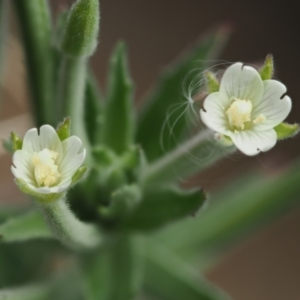 Epilobium hirtigerum at PCF003: Pierces Ck Near Sediment Side - 28 Feb 2023 01:12 PM