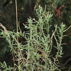 Epilobium hirtigerum at PCF003: Pierces Ck Near Sediment Side - 28 Feb 2023 01:12 PM