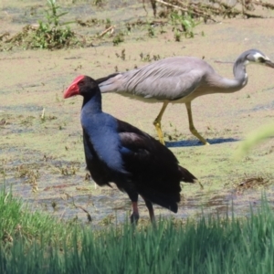 Porphyrio melanotus at Jerrabomberra Wetlands - 6 Dec 2023 11:49 AM