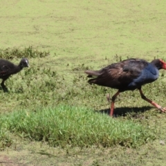 Porphyrio melanotus at Jerrabomberra Wetlands - 6 Dec 2023