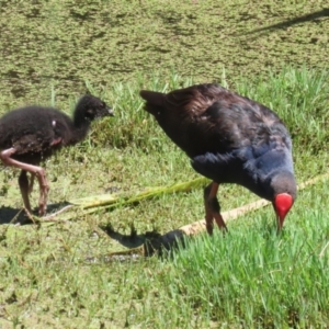 Porphyrio melanotus at Jerrabomberra Wetlands - 6 Dec 2023 11:49 AM